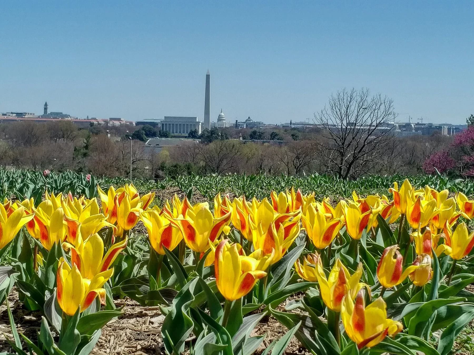 Yellow tulips at the Netherlands Carillon in Arlington, with the Lincoln Memorial, Washington Monument, and U.S. Capitol beyond