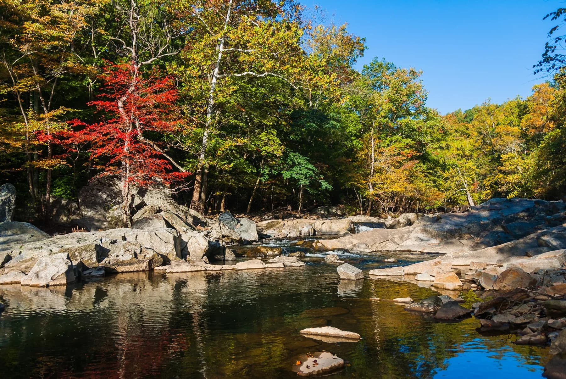 Red and gold autumn trees beside a rocky stream in Great Falls Park, Virginia